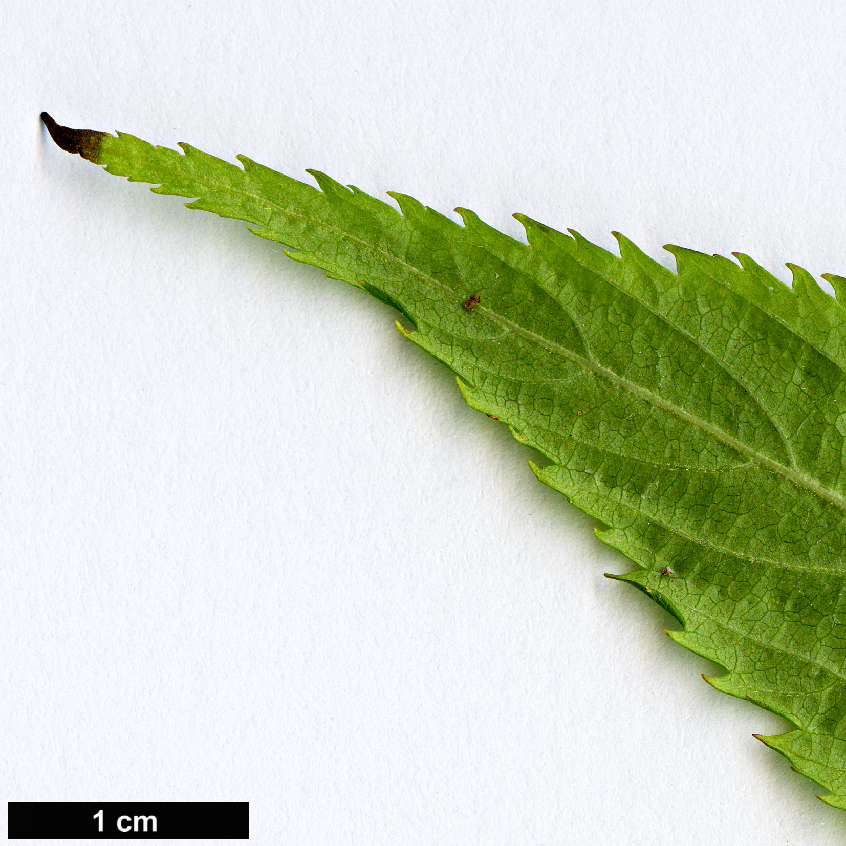High resolution image: Family: Rosaceae - Genus: Rubus - Taxon: chingii - SpeciesSub: var. suavissimus